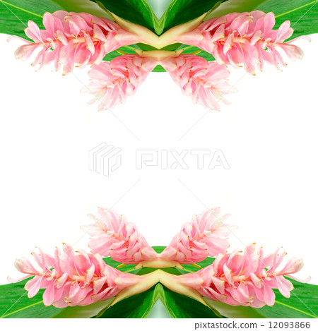 Ginger flower 12093866