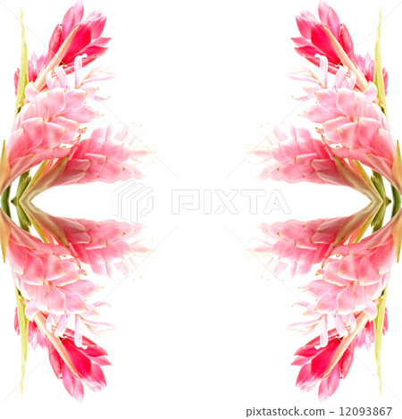 Ginger flower 12093867