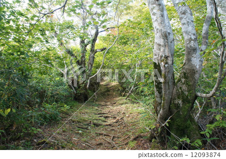 Kamogami登山道路 12093874