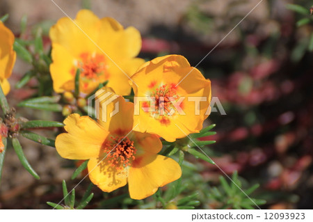 Matsuba button 12093923