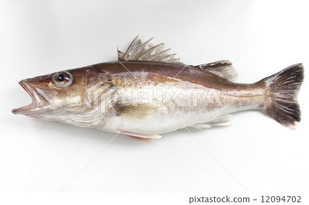 Ara（魚） 12094702