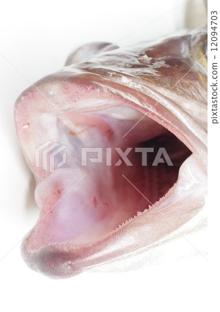 阿拉(魚)口腔 阿拉(魚)口腔 12094703