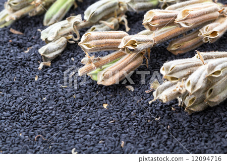 Sesame seed and plant Sesame seed and plant 12094716