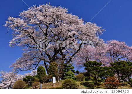 福島的櫻花 12094733