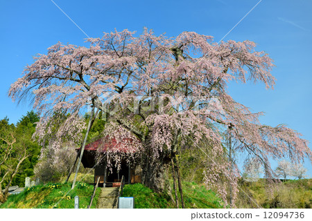 Cherry blossoms in Fukushima 12094736