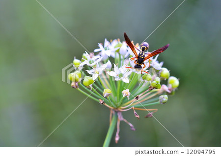 Nira and Asinagiwagi Nira and Asinagiwagi 12094795