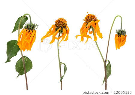 Cosmos Cosmos 12095153