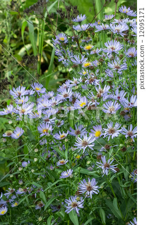 Aster perennial blue 12095171