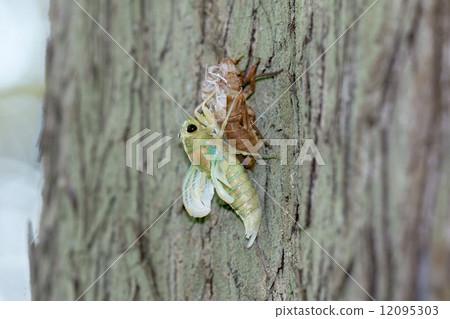 蟬羽化 12095303
