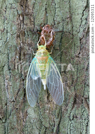 Cicadas emerging 12095311