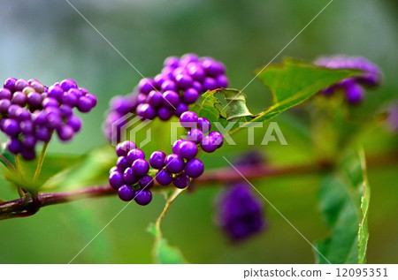 Murasaki Shikibu Murasaki Shikibu 12095351