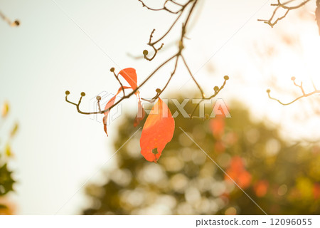 Autumn leaves Autumn leaves 12096055