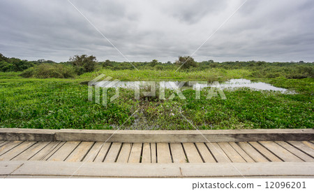 Wide view of Transpantaneira Road wooden bridge in Panantal wetlands 12096201
