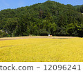 Rice paddy field 12096241
