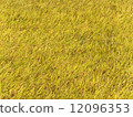 Golden color rice paddy rural scenery 12096353