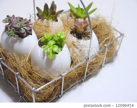 多汁植物 多汁植物 12096454