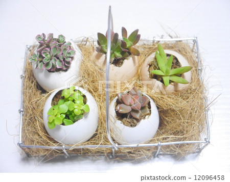 多汁植物 12096458
