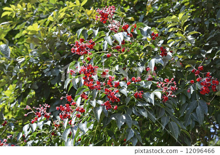 Fruits and seeds of Gonzui 12096466
