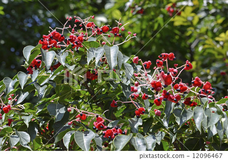 Fruits and seeds of Gonzui Fruits and seeds of Gonzui 12096467
