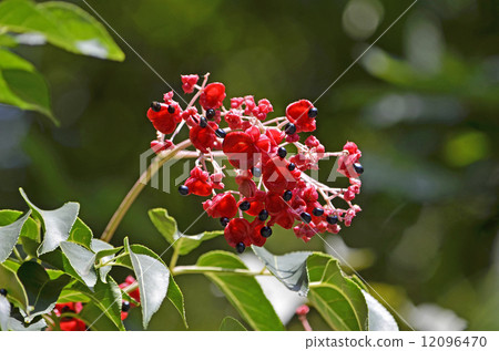 Fruits and seeds of Gonzui Fruits and seeds of Gonzui 12096470