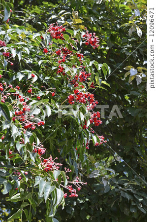 Fruits and seeds of Gonzui 12096471