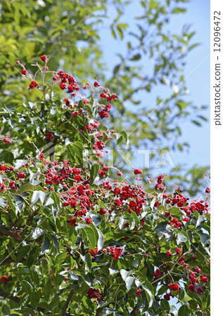 Fruits and seeds of Gonzui 12096472