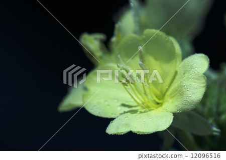 月見草 月見草 12096516