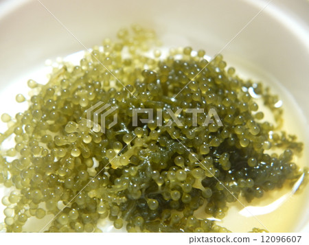 Sea grapes Sea grapes 12096607
