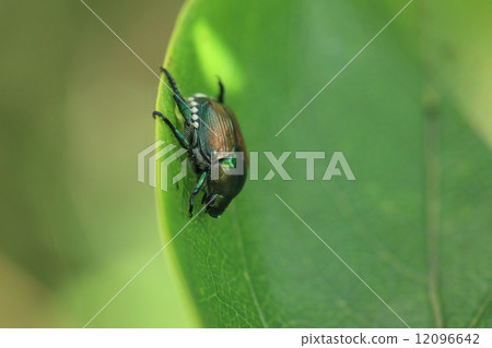 Living things Insect sea lions, everywhere to eat a variety of plants, one of the biggest dislikes in flower beds and fields Living things Insect sea lions, everywhere to eat a variety of plants, one of the biggest dislikes in flower beds and fields 12096642