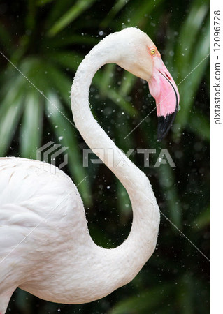 Close up on pink flamingo Close up on pink flamingo 12096728