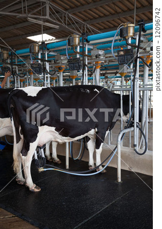 cow being milked in milking facility cow being milked in milking facility 12096742