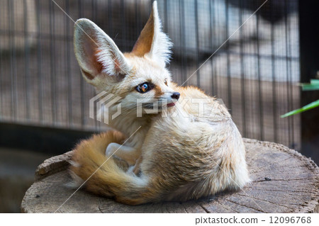 Fennec fox resting in its bed 12096768