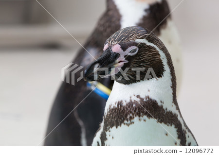 penguins looking into the camera 12096772