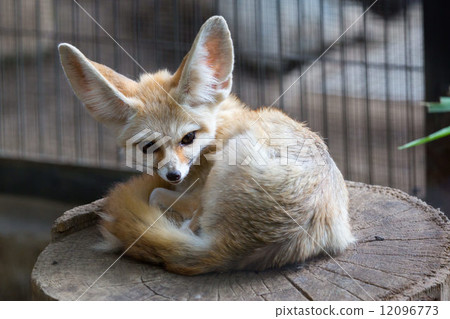 Fennec fox resting in its bed 12096773