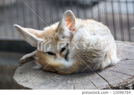 Fennec fox resting in its bed 12096784
