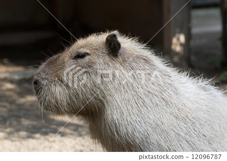 capybara close up in its home 12096787