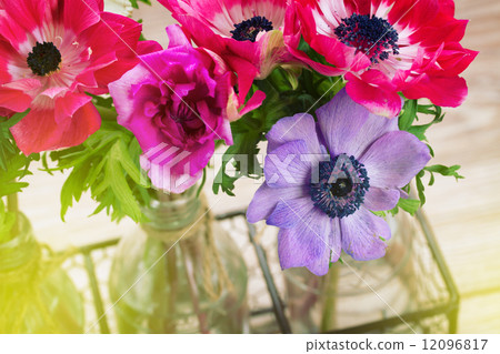 anemone flowers anemone flowers 12096817