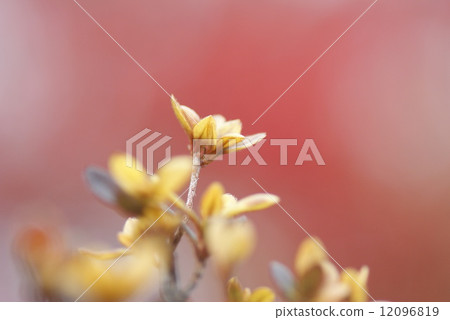 Withered Withered 12096819