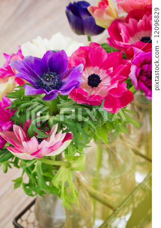 anemone flowers anemone flowers 12096829