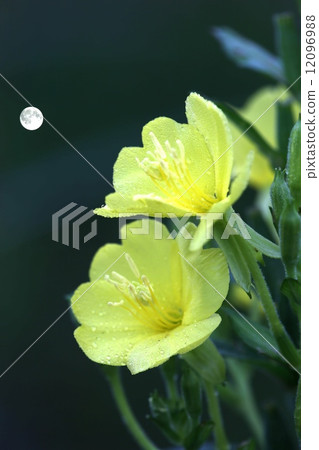 月見草 月見草 12096988