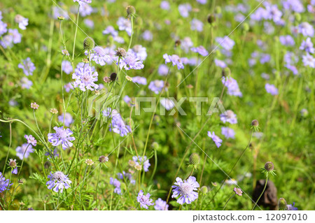 Matsumo Shishou Group Matsumo Shishou Group 12097010