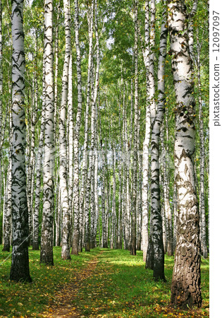 Pathway in sunny autumn birch grove Pathway in sunny autumn birch grove 12097097