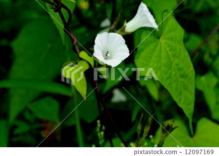 媽媽Asagao 12097169