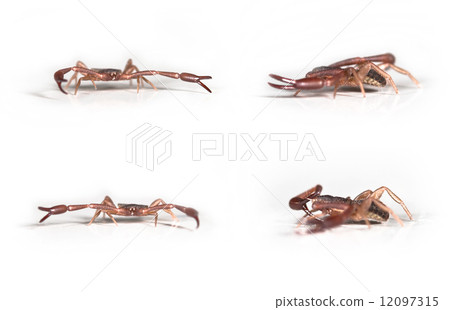 Pseudoscorpion ,Chelifer cancroides in various positions. Size 3.5mm 12097315