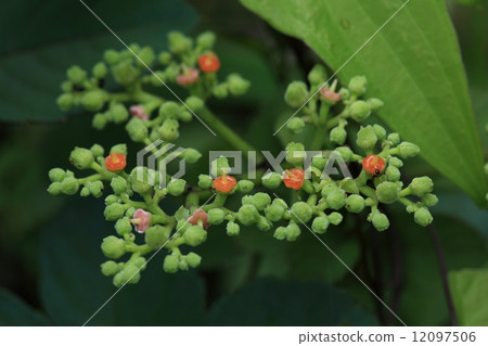 天然植物Yabugarashi，一個名為“枯萎的灌木叢”的雜草世界冠軍，但它是尋找蜂蜜的昆蟲必不可少的 12097506