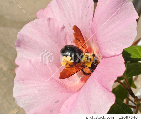 Kumabashi and Drunken Furong Kumabashi and Drunken Furong 12097546