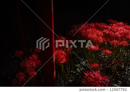 Gansui-ji Temple, Hamamatsu City, Shizuoka Prefecture Cluster amaryllis 12097792
