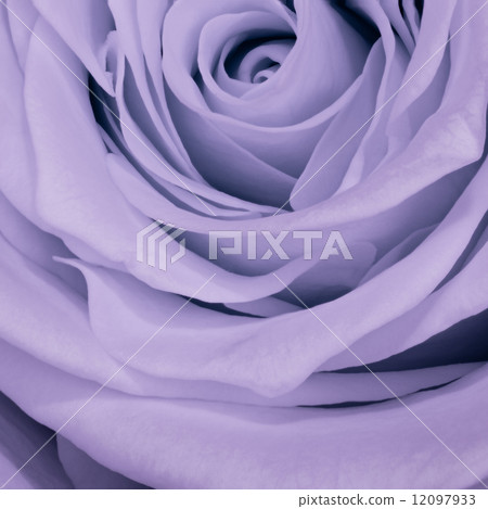 violet rose close up violet rose close up 12097933