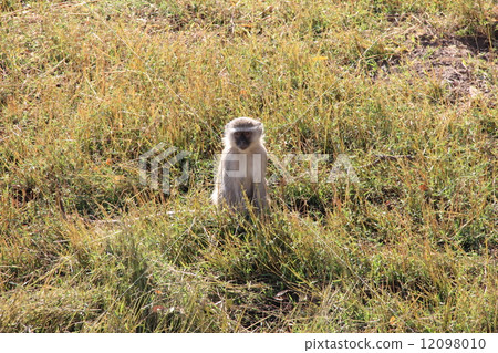 monkey monkey 12098010