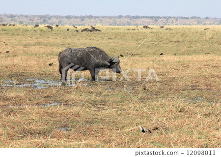 水牛 水牛 12098011